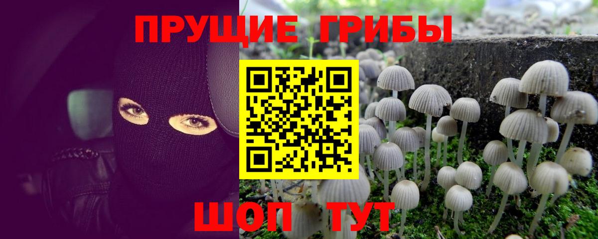 Псилоцибиновые грибы Psilocybine cubensis  Вход с VPN  Добрянка 